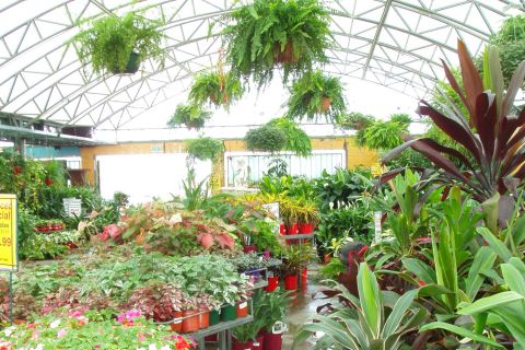 Potted plants