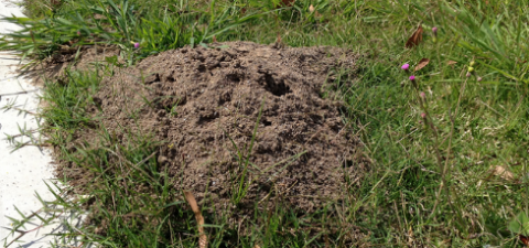 Where to look for fire ant nests?