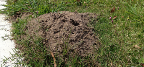 red ants nest