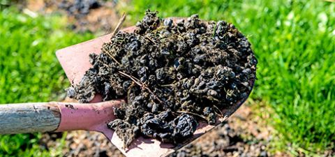 Manure