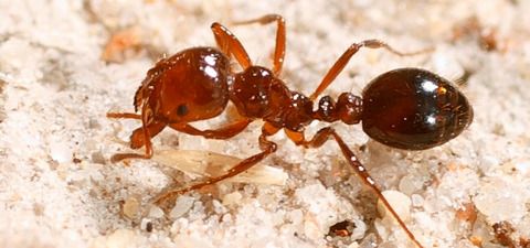 What do fire ants look like?