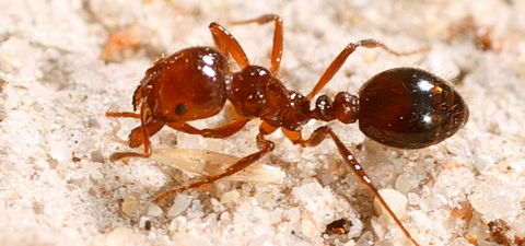 What do fire ants look like?