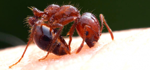 Fire ant stinging human
