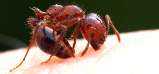 Stings | National Fire Ant Eradication Program