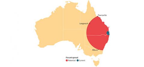 Potential spread of fire ants