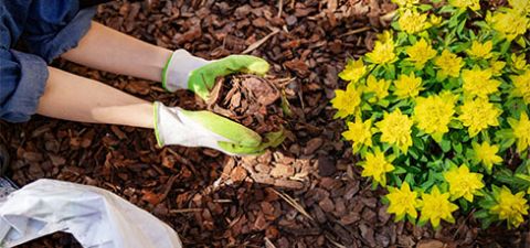 Mulch