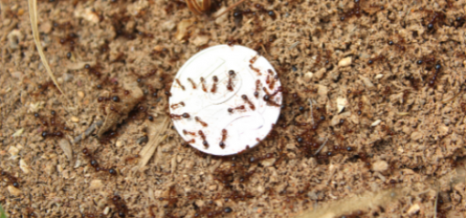 fire ants on 10 cent piece