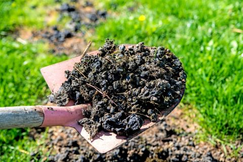 Manure