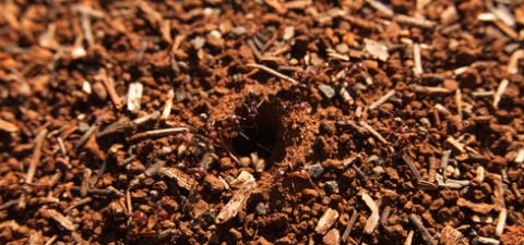 Native ants