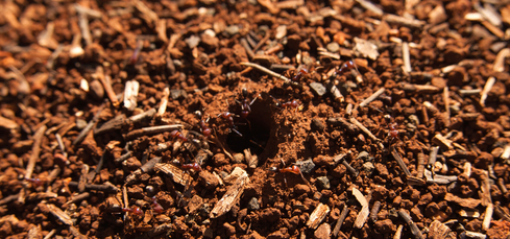 Australian native ant species, meat ants
