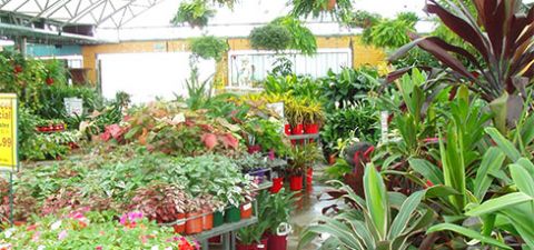 Potted plants