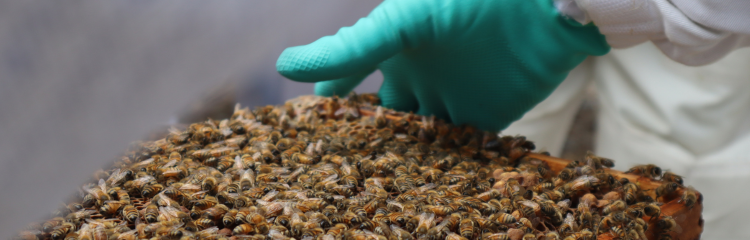 Gloved hand inspecting a honeybee-covered hive frame.