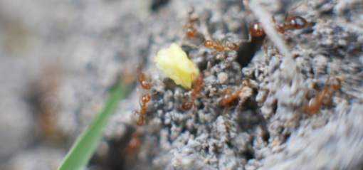 close up fire ant holding IGR bait