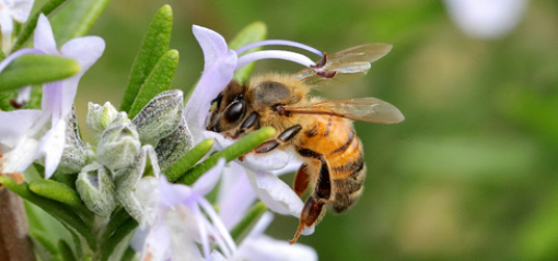 Bee collecting pollen on flower, Australia