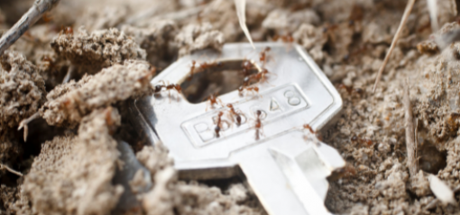 Fire ants crawling over key, various sizes of fire ants