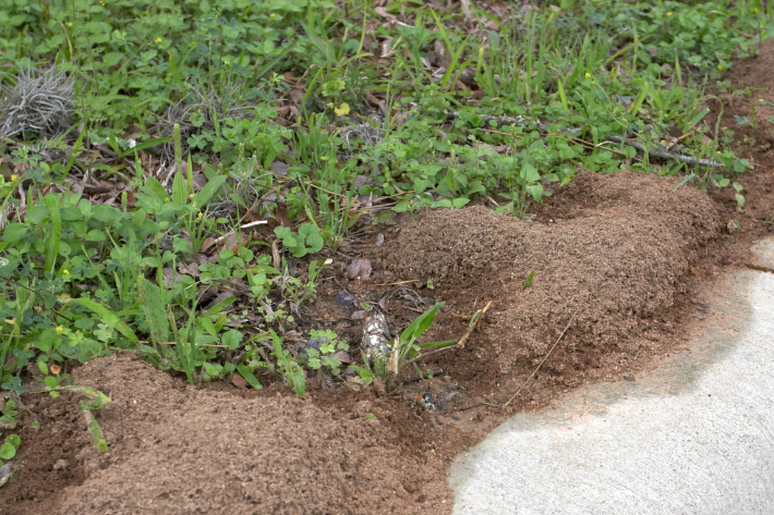 Raised fire ant nest beside a concrete path in a grassy area following wet weather.