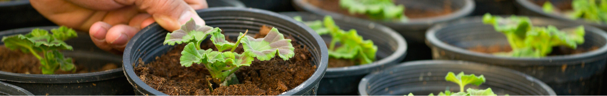 pot plant, hand, soil