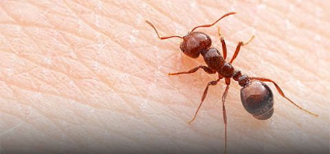 How to identify fire ants and nests