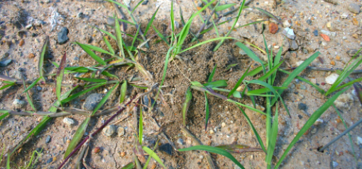 Immature fire ant nest