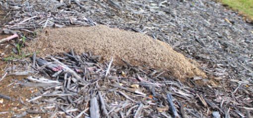 Large fire ant nest mound in mulch on a garden bed.