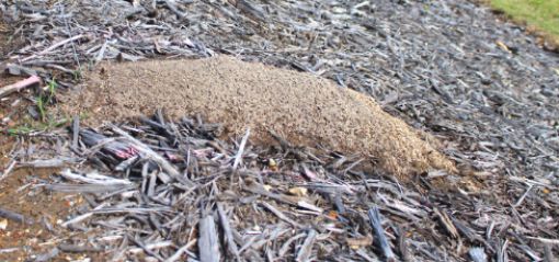 Mature fire ant nest