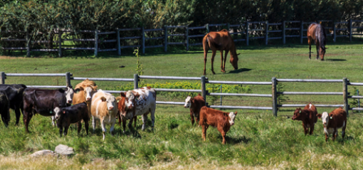 horses and cows in a paddock grazing