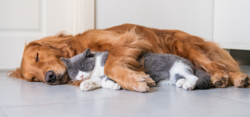 dog and cat cuddling on tile floor