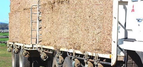 Baled hay or straw